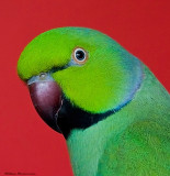 Doopy DoDoopy Do (African Ring-Neck Parakeet)