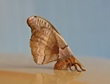 Moth.jpg