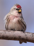 Common Redpoll