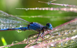 Damselfly (HDR)