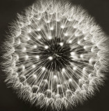 The Dandelion in Black and White