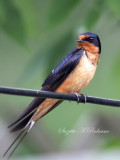 Male Barn Swallow