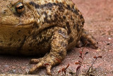 Karls Toad - cropped