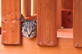 Kitten in the Fort