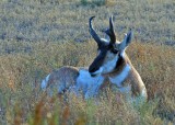 yellowstone antelope.jpg