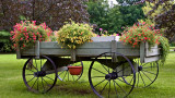 Wagon of Flowers