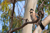 A Male Crown Jay