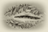 Cucumis melo reticulatus