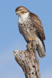 red-tailed hawk