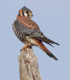 American Kestrel 