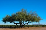 Mesquite tree at the cotton fields of AZ