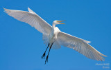 Great Egret at the St. Augustine Alligator Farm rookery