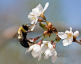  Spring Bee