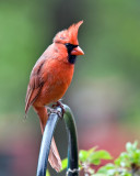 Male Cardinal in the Wind