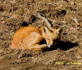 Dozing in the Sunshine