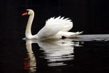 Mute Swan