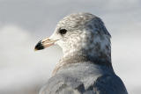 ring-billed gull with a pink beak