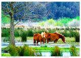 Horses in pond