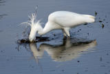 Snowy Egret fishing.