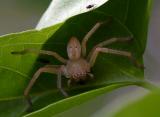 Spider on a jasmine leaf