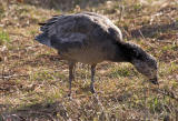 Immature Snow Goose