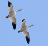 Snow Geese