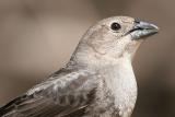 Female Cowbird