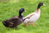 Mallard Ducks?