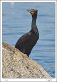 Double-crested Cormorant.