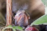 Grackle Hatchling