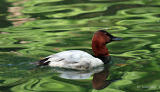 Duck!