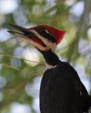 Pileated Woodpecker