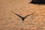 Great Blue Heron at Sunset