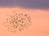 Flock of Blackbirds