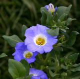 Blue Flowers