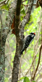 downy woodpecker_b.JPG