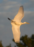 Great Egret in Sunset