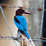 White-throated Kingfisher