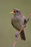 House Wren