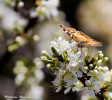 Flowers and a Butterfly