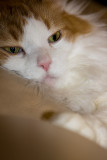 Daydreamer