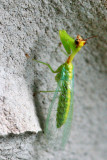 Flying Bug On Stone Wall