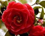 DSC_0020redcamellia.jpg