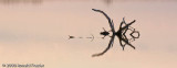 Mirrored Spider