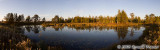 Golden Swamp