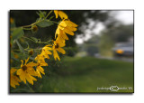 Helianthus maximilianii<br><i>Maximilians Sunflower</i><br>September 15