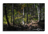 Fall Flip<br>October 20