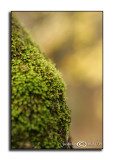 Green on Yellow
