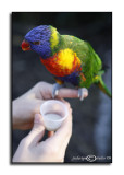 Rainbow Lorikeet I