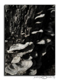 Fungi<br>March 31